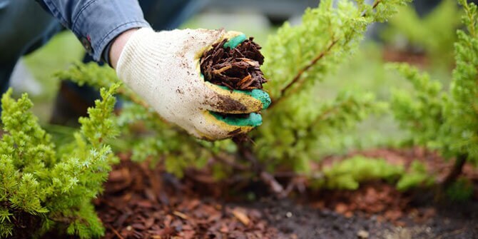 man grabbing mulch in garden